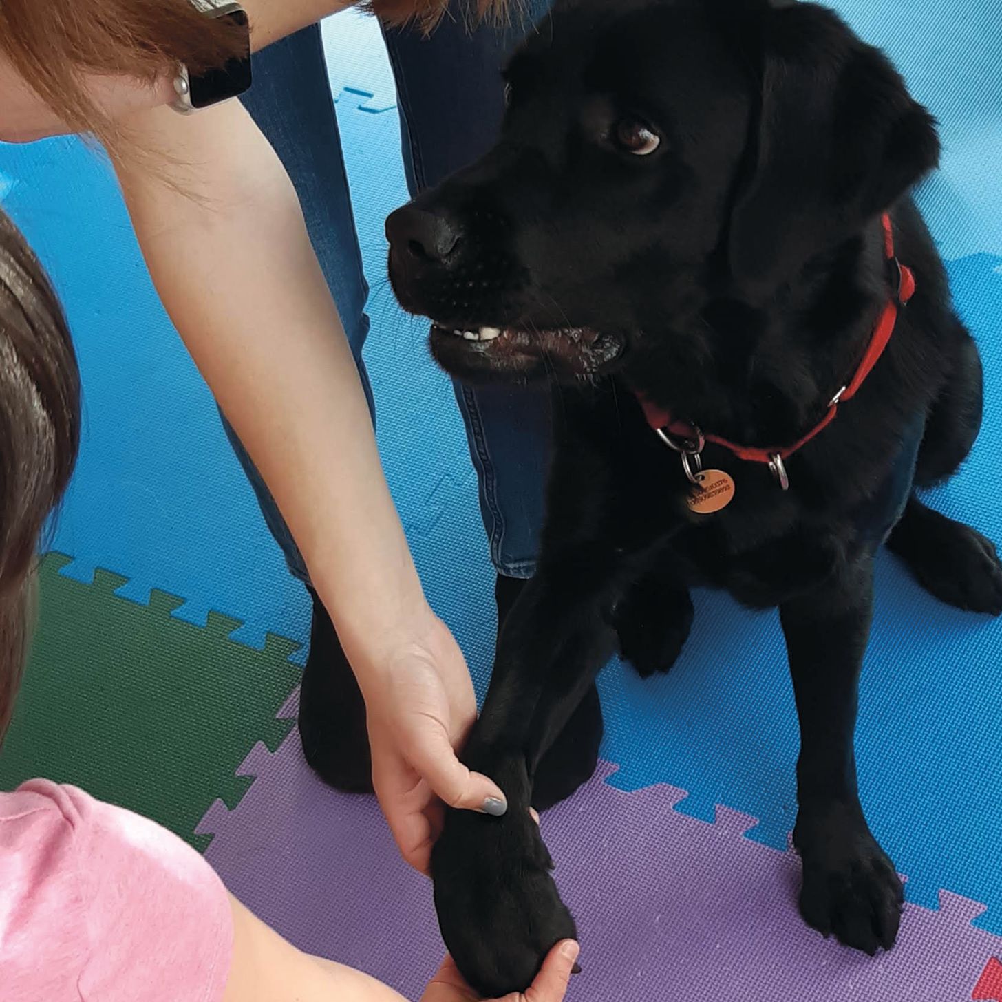 Iskola-előkészítés kutya közreműködésével