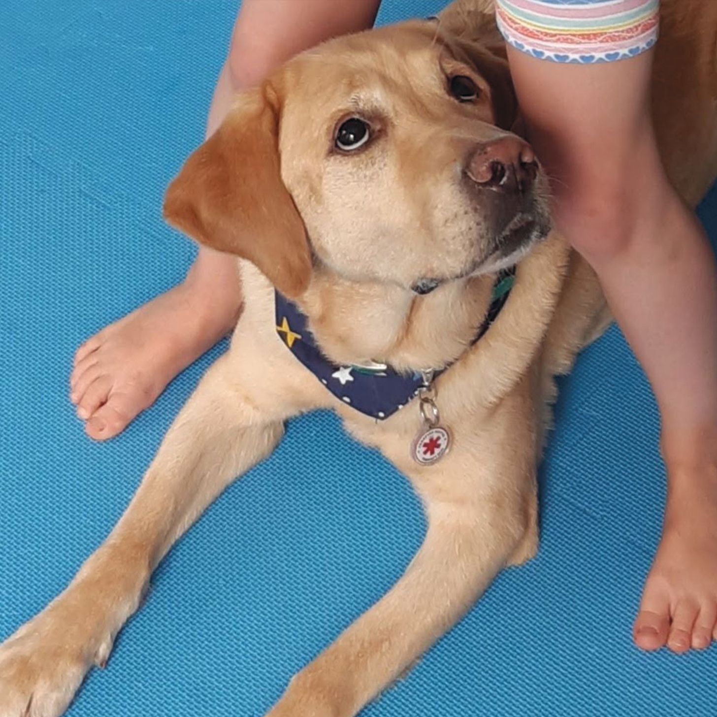 Iskola-előkészítés kutya közreműködésével