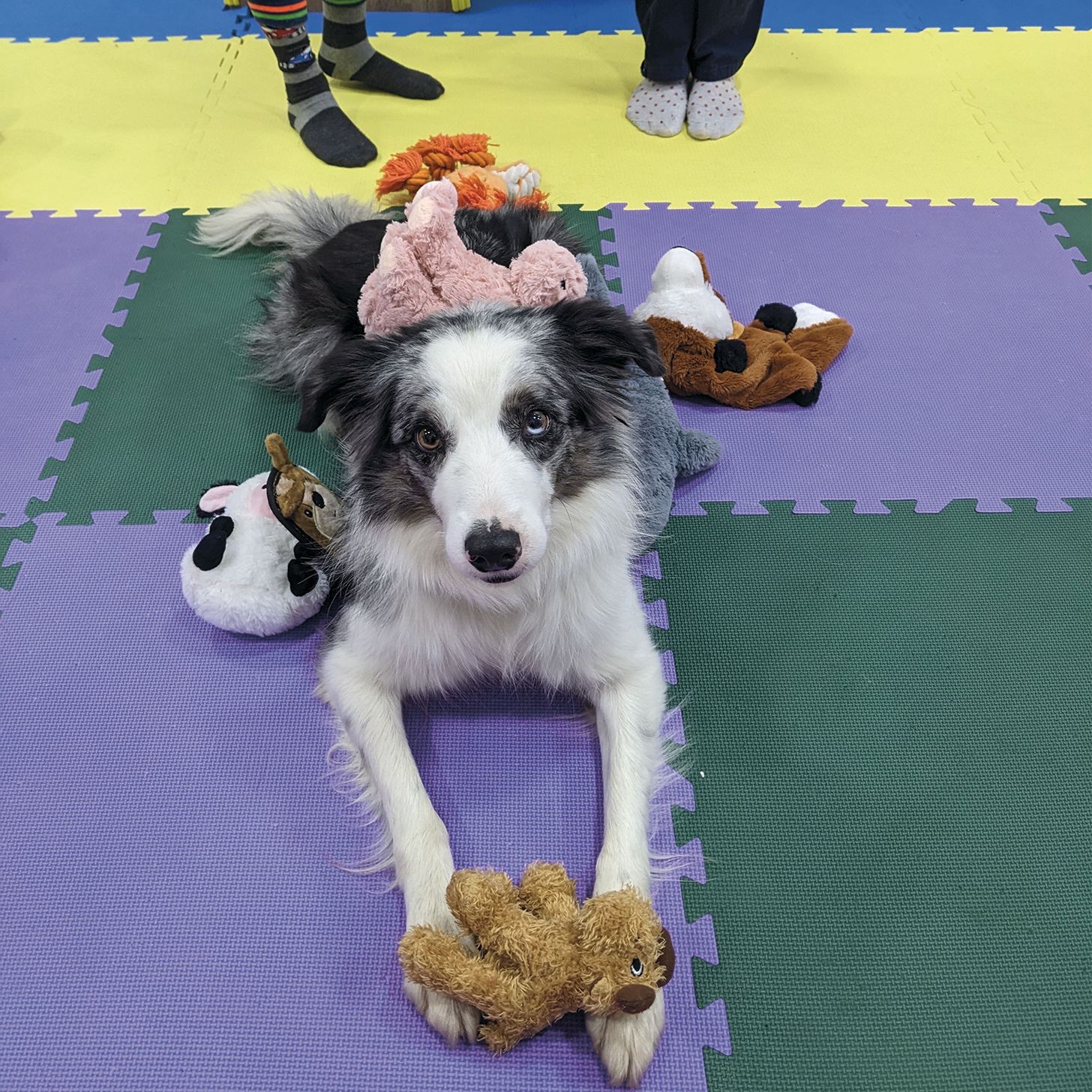 Iskola-előkészítés kutya közreműködésével