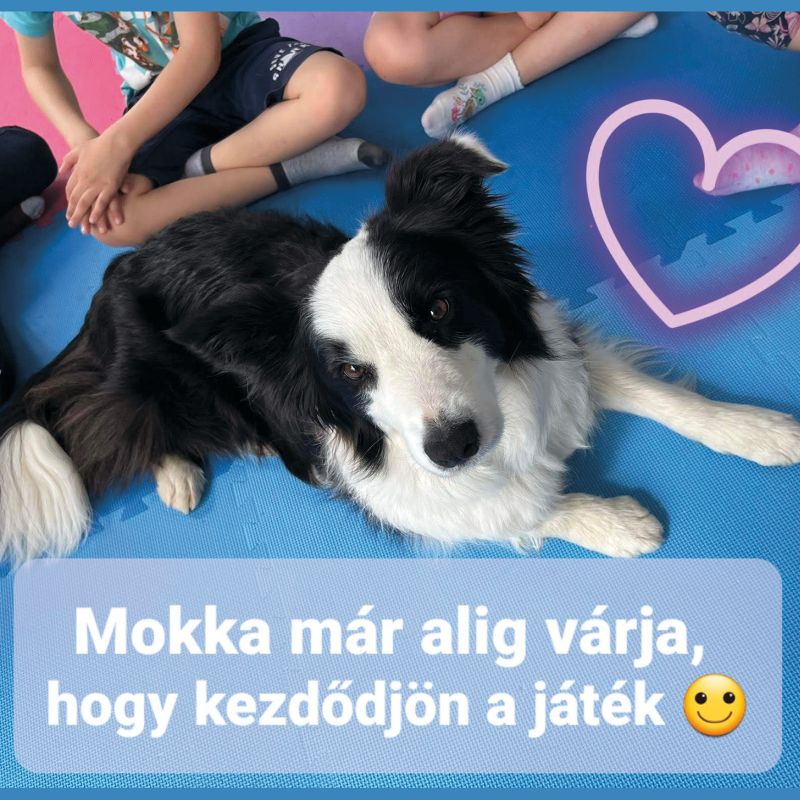 Iskola-előkészítés kutya közreműködésével